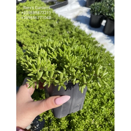Седум коралов килим (Sedum album Coral Carpet)