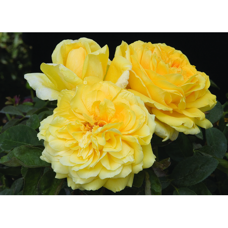 GINA LOLLOBRIGIDA® Meilivar