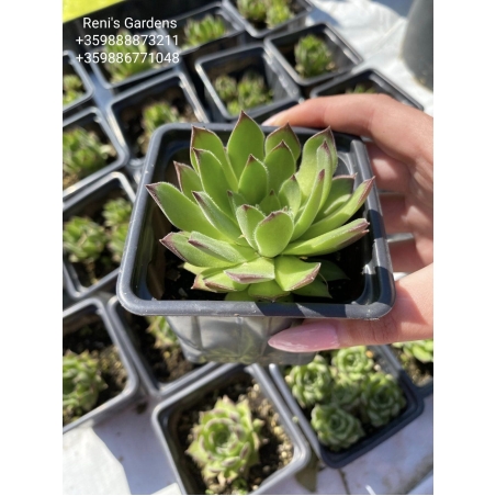 Семпервивум Рейнхард (Sempervivum Reinhard)