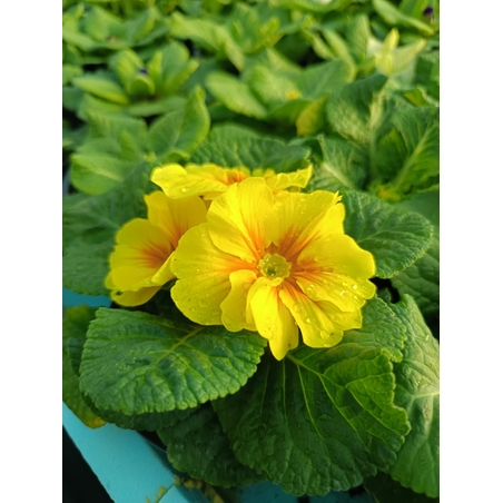 Едроцветна иглика - XL Mid Early Mix