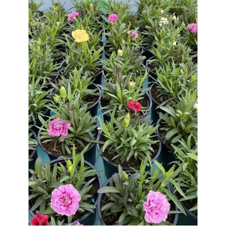 Карамфили тройки