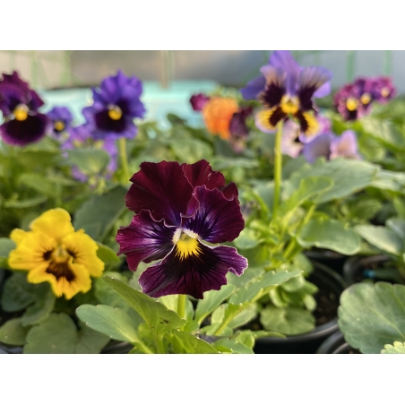 Къдрави теменужки