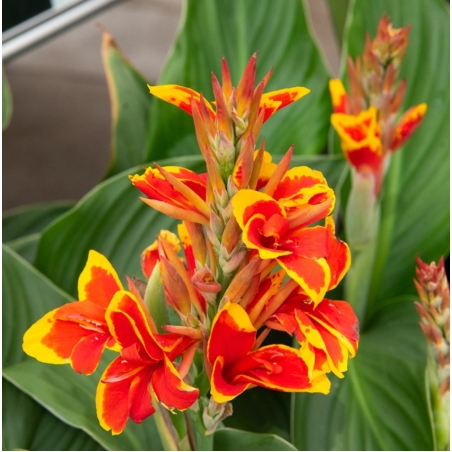 Кана / Canna CANNOVA