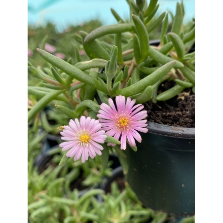 Делосперма