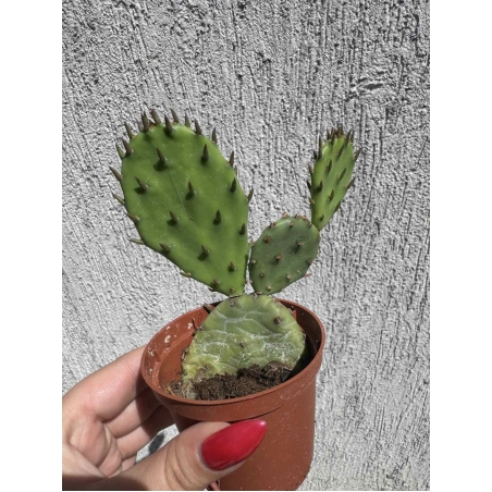 Опунция (Opuntia)