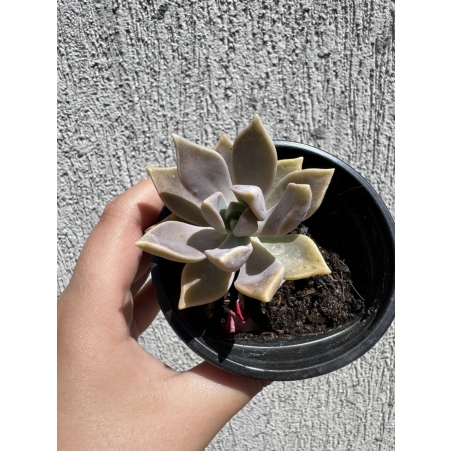 Сукулент Graptopetalum paraguayense - малък