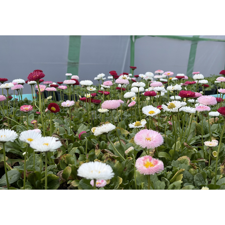 Парички - Tasso