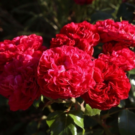 Gpt Red Eden Rose® (Eric Tabarly®)