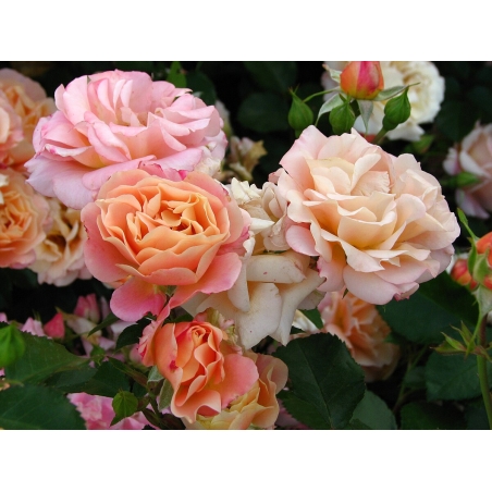 Cubana ® Rose
