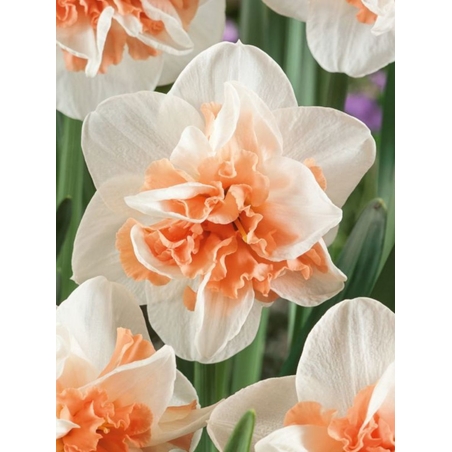 Нарцис Delnashaugh в саксия