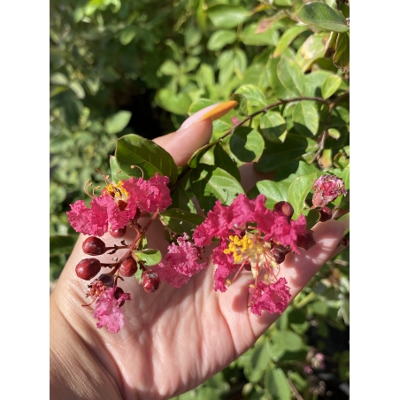 Индийски люляк - Lagerstroemia indica