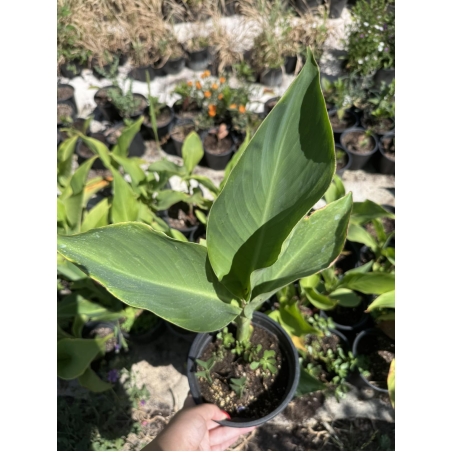 Кана индика (Canna Indica)