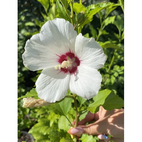 Дървовидна ружа - Hibiscus syriacus