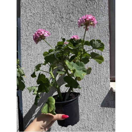 Мушкато (Pelargonium zonale) - кичест сорт