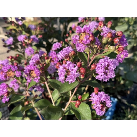 Индийски люляк - Lagerstroemia indica