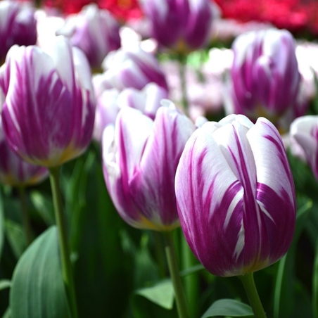 Лале Flaming Flag в саксия - единично