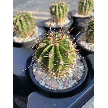 Кактус - Echinopsis oxygona