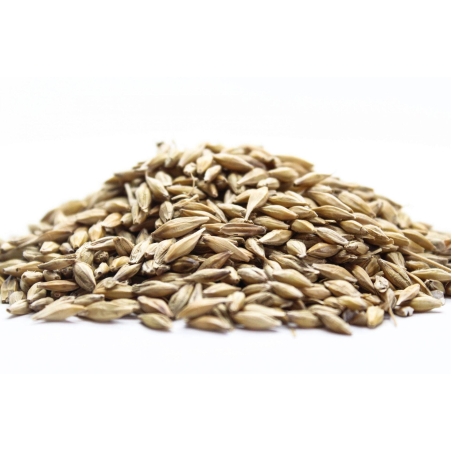 Organic OAT SEEDS | Avena Sativa | Oat Seeds Tea | Herbal Tea | Oatstraw Seeds | Dried Seeds | Organic Seeds | Organic Herb