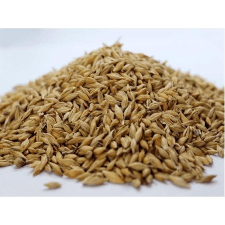Organic BARLEY SEEDS | Hordeum vulgare | Barley Tea | Herbal Tea | Dried Seeds | Organic Seeds | Organic Herb | Semens  | Dried Herbs | Tea