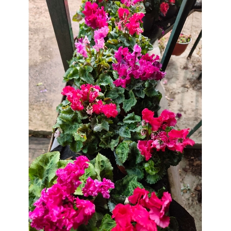 Cyclamen persicum (Стайна циклама)
