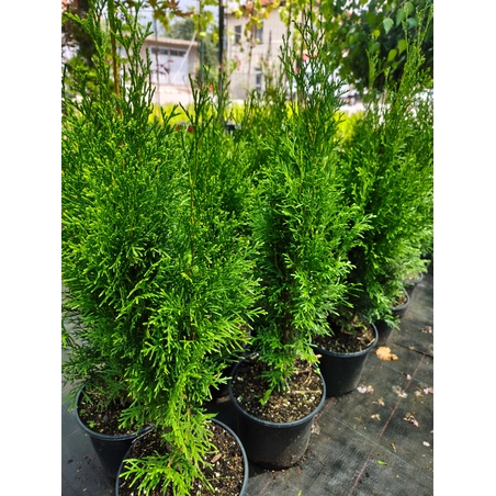 Thuja occidentalis 'Smaragd' (Туя Смарагд)