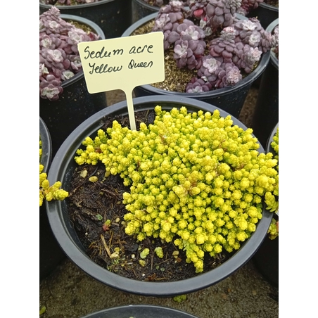 Sedum acre Yellow Queen