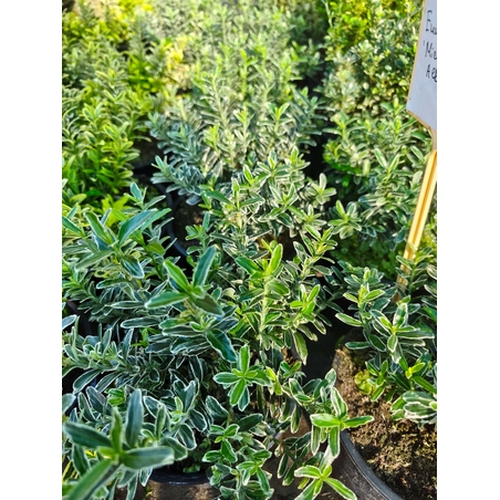 Euonymus japonicus ‘Microphyllus Albovariegatus’ (Дребнолистен бяло-пъстър японски чашкодрян)