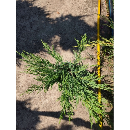 Juniperus horizontalis 'Prostrata'