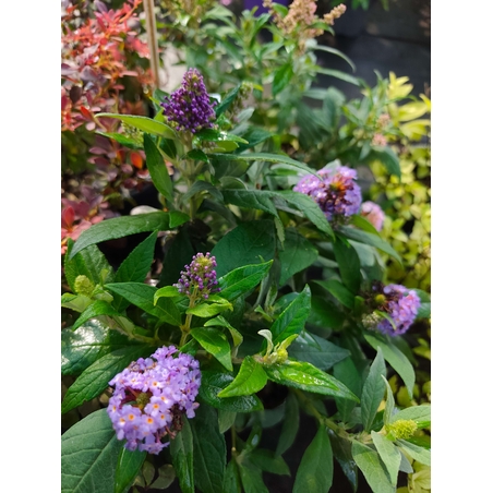 Buddleja mini (Компактна будлея)