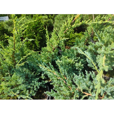 Juniperus squamata Blue Carpet