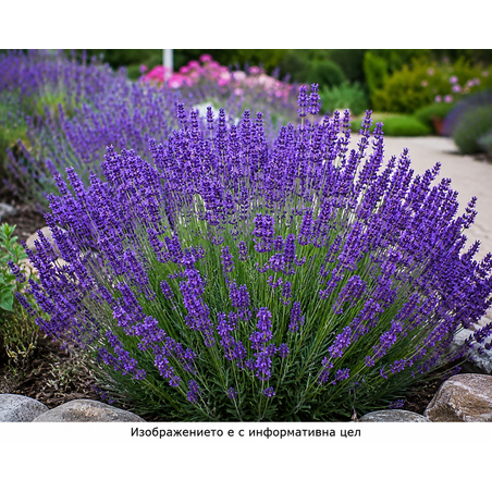 Lavandula × intermedia 'Sensational'