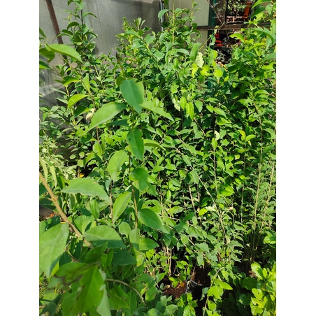 Ligustrum japonicum (Японски лигуструм)