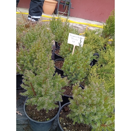 Juniperus chinensis Stricta