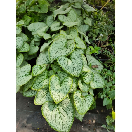 Brunnera macrophylla (Брунера)
