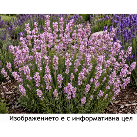 Lavandula angustifolia 'Rosea' (Лавандула 'Rosea')