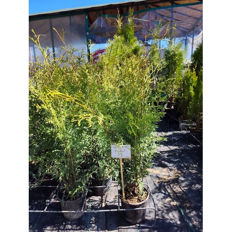 Thuja occidentalis Brabant