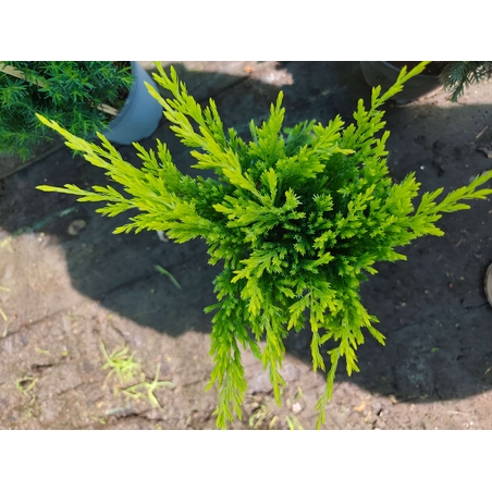 Juniperus × media 'King of Spring'