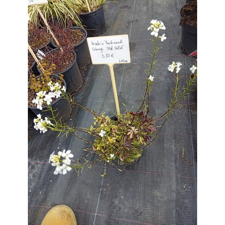 Arabis ferdinandi-coburgii Old Gold