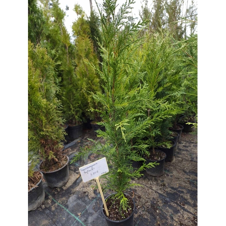 Cupressocyparis leylandii