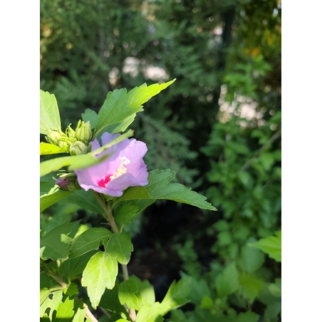 Hibiscus syriacus (Градински хибискус)