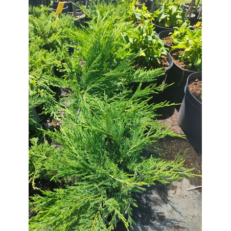 Juniperus horizontalis 'Andorra Compact'