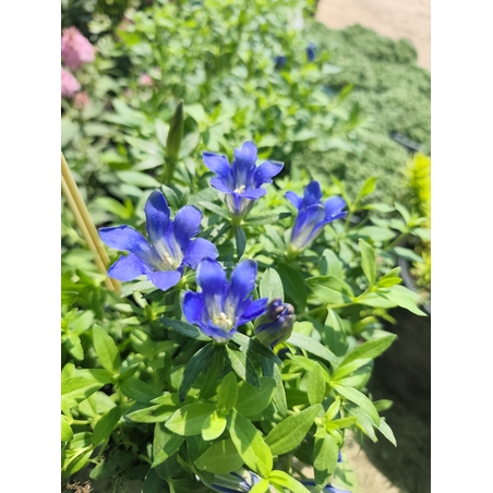 Gentiana 'Luis Big Blue' (Тинтява 'Luis Big Blue')
