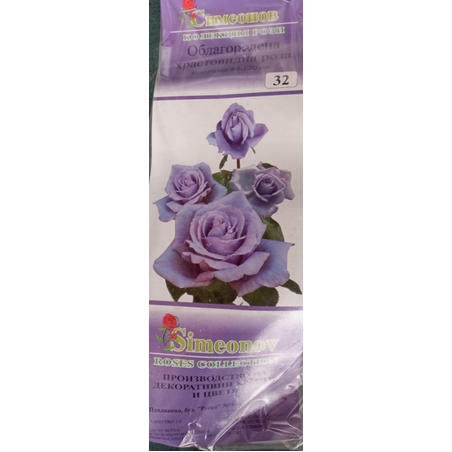 Храстовидна роза на гол корен