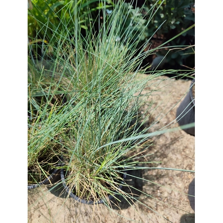 Festuca glauca (Синя власатка)