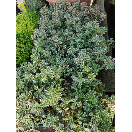 Sedum spurium 'Tricolor'