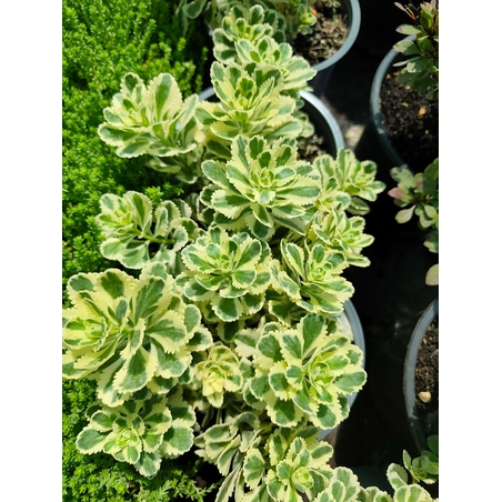 Sedum takesimense 'Atlantis'