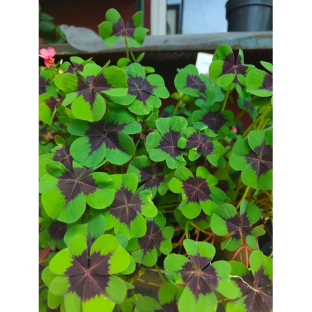 Trifolium repens 'Quadrifolium' (Четирилистна детелина)