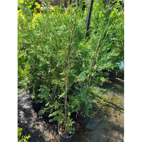 Cuprocyparis leylandii (Лейландски кипарис)