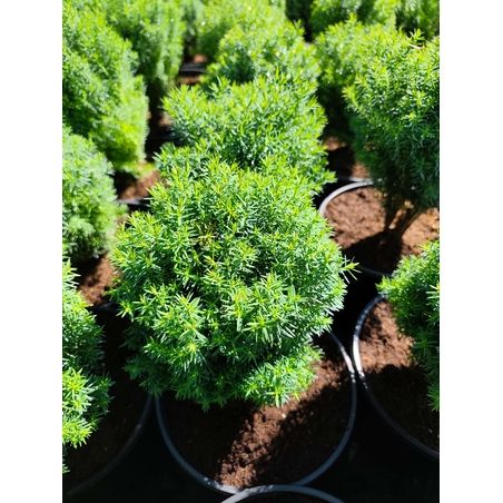 Thuja occidentalis ‘Teddy’ (Туя Теди)