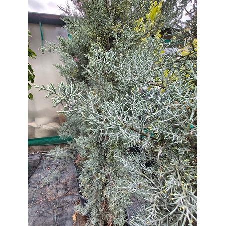 Cupressus arizonica (Аризонски кипарис)